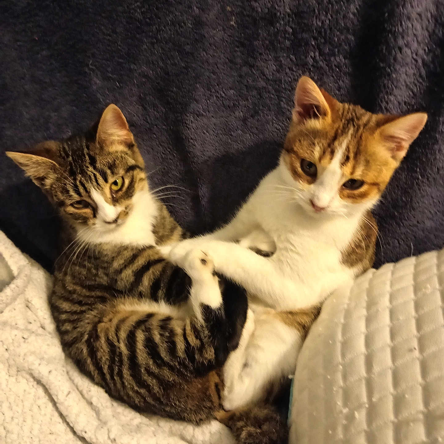 Pussy Et Ragnar participe au concours pour gagner de l'argent avec cette photo : animal, blanket, cat, companions, cozy, cuddle, cute, cute_pets, feline, fur, indoor, kitten, pet, playful, resting, soft, tabby, two_cats, whiskers, young_cat