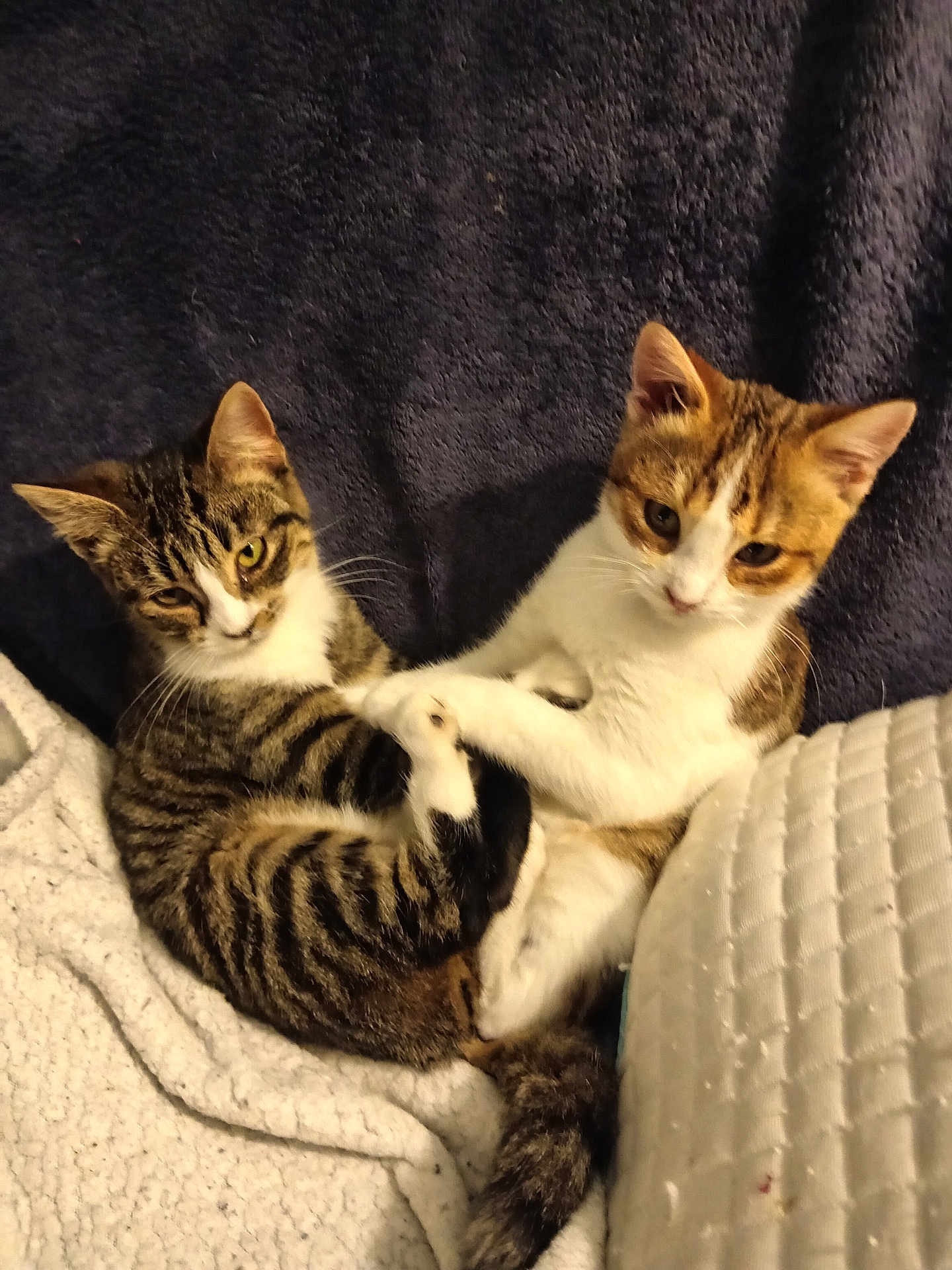 Pussy Et Ragnar participe au concours pour gagner de l'argent avec cette photo : cat, kitten, tabby, cuddle, pet, feline, cute, cozy, indoor, blanket, fur, animal, whiskers, playful, resting, two_cats, companions, soft, cute_pets, young_cat