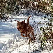 Rusty is registered to the contest to win money with this photo: animal, branches, brown_dog, canine, cold, daylight, dog, energetic, forest, fur, greenery, leaping, nature, outdoor, pet, plants, playful, running, snow, winter