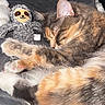 animal, blanket, cat, closeup, comfort, cozy, cute, domestic, feline, fur, indoor, nap, pet, relaxing, resting, sleeping, sloth_toy, soft, stuffed_toy, warm