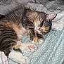 animal, blanket, cat, comfort, cozy, cute, domestic, feline, fur, indoor, nap, paw, pet, relaxed, resting, sleeping, soft, tabby, warm, whiskers