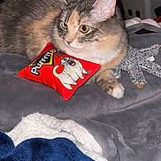 Pumpkin joined the competition — help win amazing prizes! bed, blanket, calico, cat, close_up, cozy, ear, feline, fur, golden_eyes, home, indoor, paw, pet, plush_toy, portrait, red_pillow, tabby, toy, whiskers