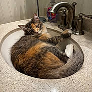 Pumpkin joined the competition — help win amazing prizes! animal, bathroom, calico, cat, countertop, cozy, curious, cute, domestic_animal, faucet, feline, fur, indoor, looking_at_camera, paw, pet, relaxed, resting, sink, whiskers