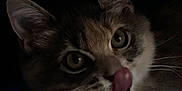 Pumpkin joined the competition — help win amazing prizes! cat, close_up, animal, pet, whiskers, tongue, ears, eyes, fur, curious, face, feline, indoor, dark_background, cute, portrait, mammal, tabby, nose, playful