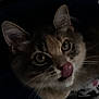 cat, close_up, animal, pet, whiskers, tongue, ears, eyes, fur, curious, face, feline, indoor, dark_background, cute, portrait, mammal, tabby, nose, playful