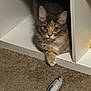 cat, feline, pet, animal, carpet, toy_fish, curious, indoor, white_furniture, cubby_hole, paws, ears, fur, eyes, playful, hiding, resting, closeup, domestic, cute