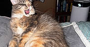 Pumpkin joined the competition — help win amazing prizes! animal, bedroom, blanket, cat, cozy, cute, domestic, feline, fluffy, fur, gray, indoor, long_hair, mammal, orange, pet, relaxed, tabby, white, yawning