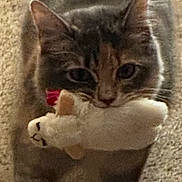 Pumpkin joined the competition — help win amazing prizes! cat, toy, plush_toy, carpet, pet, animal, feline, indoor, cute, playful, fur, whiskers, ears, mouth, domestic_animal, standing, closeup, pet_toy, soft_toy, household