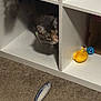 cat, shelf, carpet, toy_fish, yellow_toy, blue_bell, curious, indoor, pet, animal, cubby_hole, white_furniture, playful, feline, soft_toys, home, floor, hiding, looking, cozy
