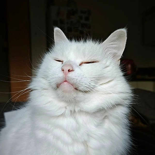 Happy a rejoint le concours — aidez-le/la à gagner de superbes lots ! cat, white_cat, fluffy, pet, indoor, portrait, feline, close_up, soft_light, whiskers, ears, nose, fur, animal, cute, relaxed, domestic_cat, mammal, face, expression