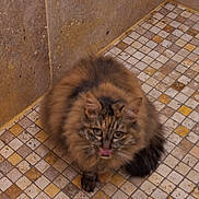 Venise participe au concours pour gagner de l'argent avec cette photo : animal, black, brown, cat, cute, drain, ears, feline, floor, fluffy, indoor, licking, muzzle, orange, pet, striped, tabby, tail, tile, whiskers