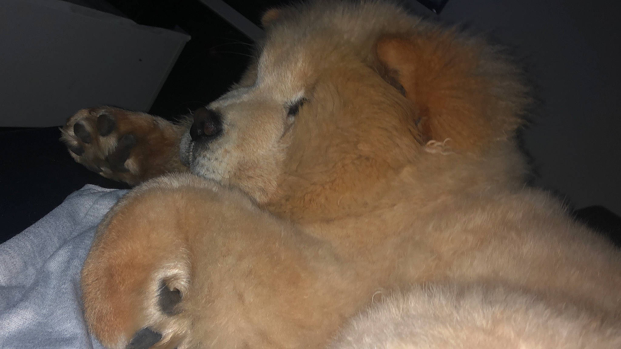 Cara participe au concours pour gagner de l'argent avec cette photo : canidae, carnivore, chow_chow, companion_dog, dog, dog_breed, fawn, mammal, non_sporting_group, nose, puppy, snout, sporting_group, vertebrate