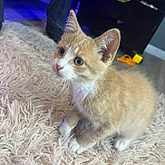 Simba is registered to the contest to win money with this photo: kitten, cat, orange_cat, white_paws, fur, pet, indoor, rug, curious, young_animal, feline, whiskers, ears, floor, cozy, animal, cute, domestic, small, soft