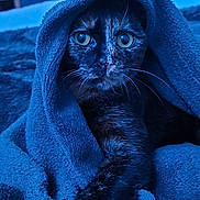 Kanao participe au concours pour gagner de l'argent avec cette photo : cat, tortoiseshell, blanket, blue, paw, stretching, cozy, indoor, pet, fur, whiskers, eyes, animal, mammal, cute, relaxing, portrait, closeup, soft, feline