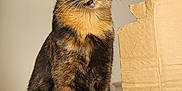 Kanao participe au concours pour gagner de l'argent avec cette photo : cat, tortoiseshell, yellow_eyes, feline, pet, indoor, cardboard_box, floral_pattern, fur, whiskers, ears, sitting, alert, close_up, domestic_animal, curious, soft_light, home, furniture, background_blur