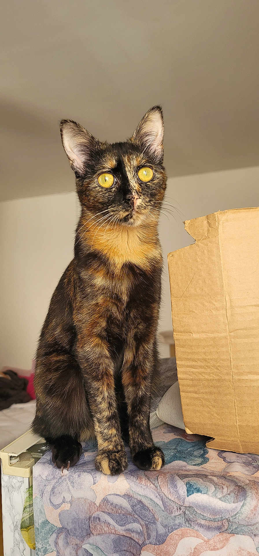 Kanao participe au concours pour gagner de l'argent avec cette photo : cat, tortoiseshell, yellow_eyes, feline, pet, indoor, cardboard_box, floral_pattern, fur, whiskers, ears, sitting, alert, close_up, domestic_animal, curious, soft_light, home, furniture, background_blur