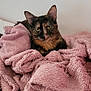Kanao a rejoint le concours — aidez-le/la à gagner de superbes lots ! cat, tortoiseshell_cat, pet, animal, feline, cozy, blanket, pink_blanket, fur, indoor, resting, cute, curious, soft_texture, comfortable, relaxed, closeup, mammal, whiskers, ears