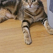 Hanako participe au concours pour gagner de l'argent avec cette photo : alert, animal, cat, close_up, cozy, curious, cute, domestic_animal, ears, feline, floor, indoor, lying_down, paws, pet, relaxed, striped, tabby, whiskers, wooden_floor