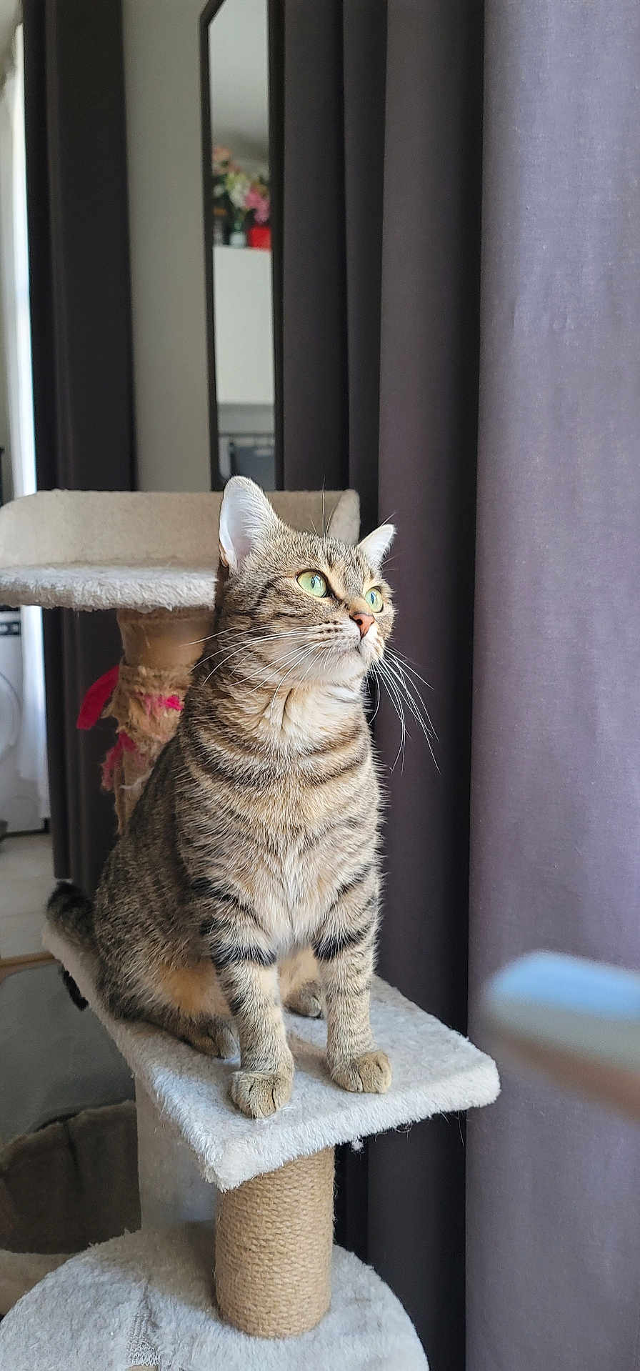 Bulma a rejoint le concours — aidez-le/la à gagner de superbes lots ! cat, tabby, cat_tree, indoor, pet, feline, curious, fur, whiskers, green_eyes, perched, soft_light, curtains, mirror, home, cozy, striped, animal, looking_away, paws