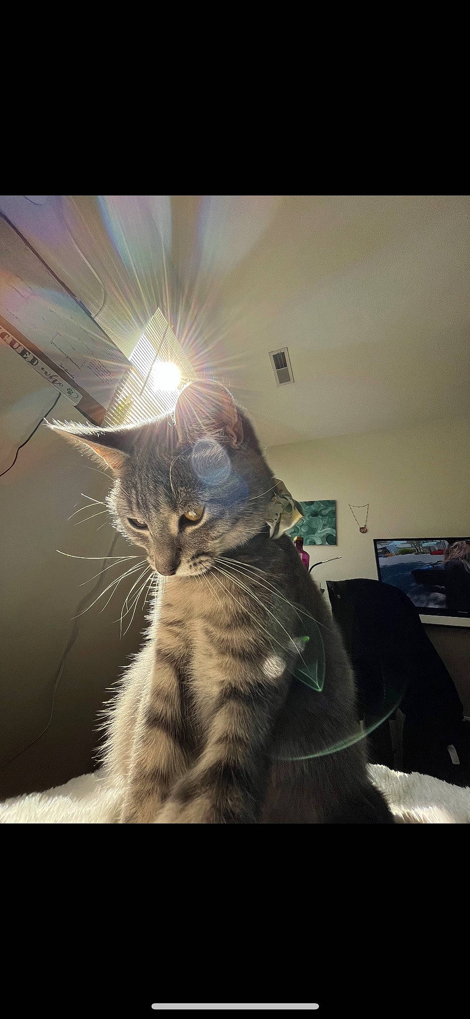 Indie is registered to the contest to win money with this photo: carnivore, cat, comfort, darkness, domestic_short_haired_cat, felidae, fur, paw, sitting, small_to_medium_sized_cats, square, tail, tints_and_shades, whiskers