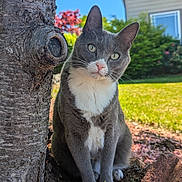 Cleo joined the competition — help win amazing prizes! cat, gray_cat, tuxedo_cat, pet, tree_trunk, bark, grass, backyard, house, window, blue_sky, leaves, brick, soil, pink_petals, sunlight, whiskers, paws, portrait, outdoor