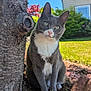 cat, gray_cat, tuxedo_cat, pet, tree_trunk, bark, grass, backyard, house, window, blue_sky, leaves, brick, soil, pink_petals, sunlight, whiskers, paws, portrait, outdoor