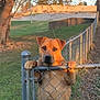 dog, chain_link_fence, outdoor, grass, tree, sunset, animal, pet, curious, paws, brown_dog, nature, fence_post, leafless_tree, yard, park, canine, watching, standing, daylight