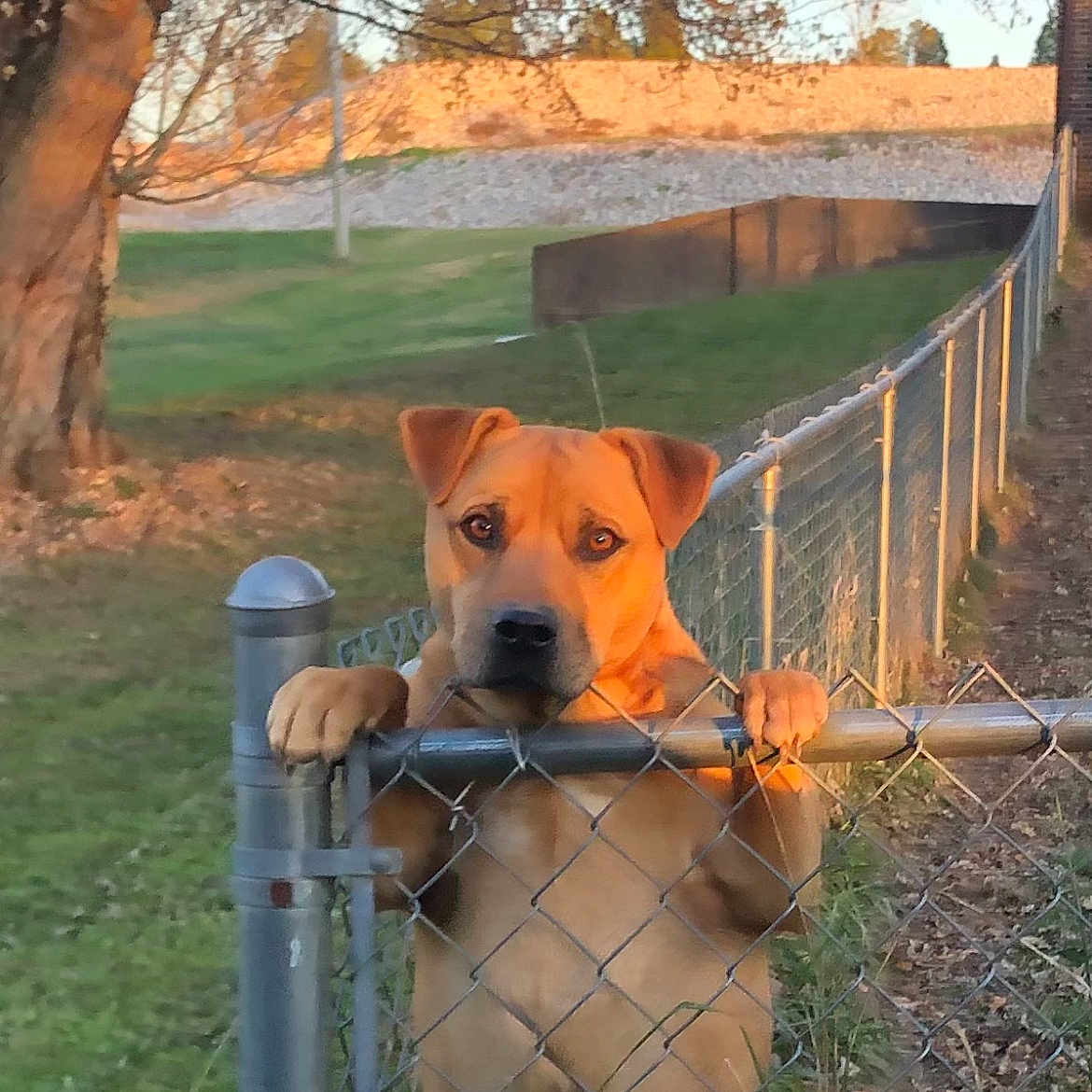 Bo Kiser joined the competition — help win amazing prizes! animal, brown_dog, canine, chain_link_fence, curious, daylight, dog, fence_post, grass, leafless_tree, nature, outdoor, park, paws, pet, standing, sunset, tree, watching, yard