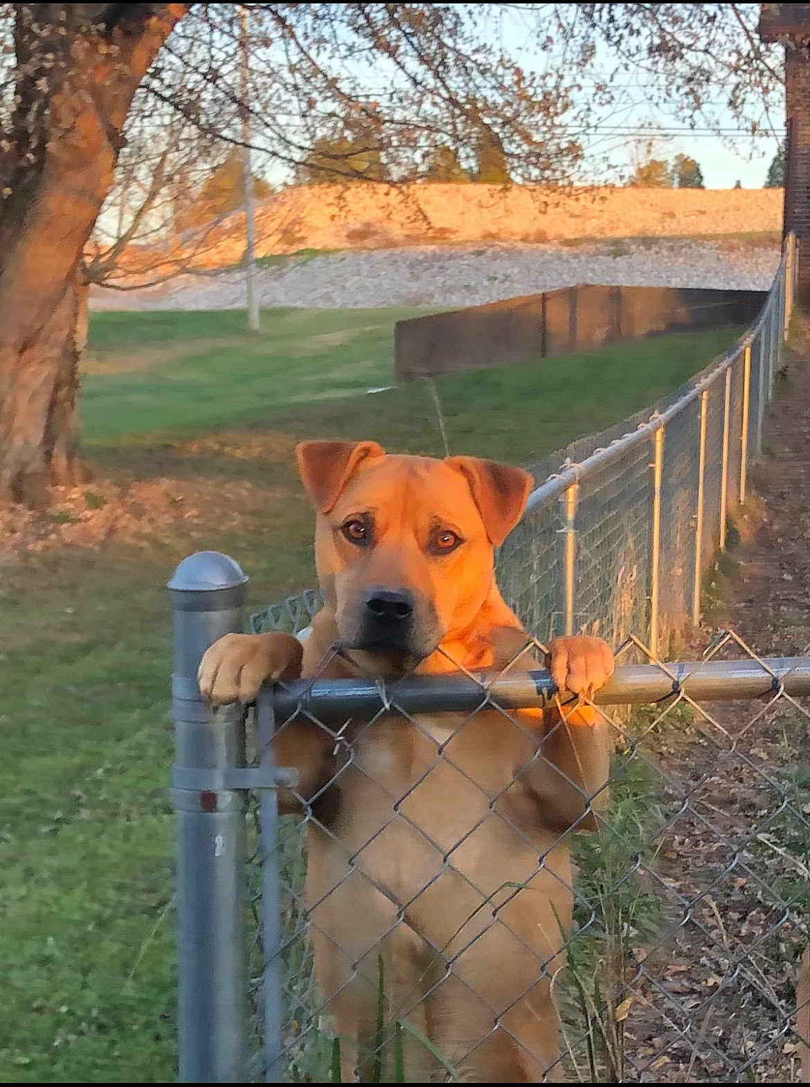 Bo Kiser joined the competition — help win amazing prizes! dog, chain_link_fence, outdoor, grass, tree, sunset, animal, pet, curious, paws, brown_dog, nature, fence_post, leafless_tree, yard, park, canine, watching, standing, daylight