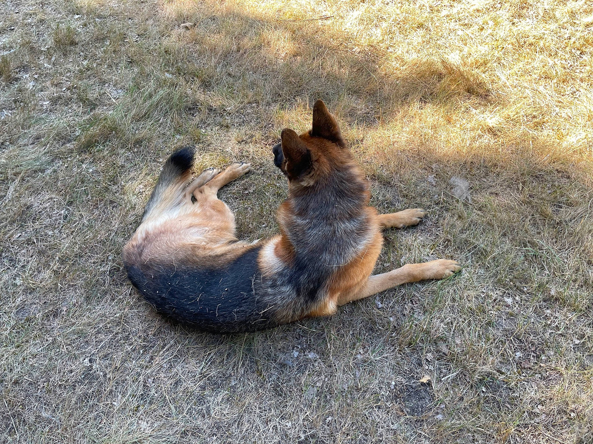Boomer participe au concours pour gagner de l'argent avec cette photo : canidae, carnivore, claw, dog, dog_breed, felidae, fur, german_shepherd_dog, grass, herding_dog, marsupial, old_german_shepherd_dog, paw, soil, sporting_group, tail, terrestrial_animal, wallaby, wildlife