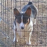 Agustus is registered to the contest to win money with this photo: animal, black, blur, brown, canine, daylight, dog, ears, fence, front_view, grass, looking, nature, outdoor, pet, small_dog, standing, white, wire_fence, yard
