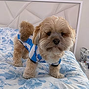 Simba is registered to the contest to win money with this photo: dog, small_dog, fluffy, bed, bedroom, blue_and_white_shirt, pet_clothing, curious, indoor, furniture, blanket, headboard, animal, canine, cute, fur, paw, standing, domestic_animal, home