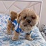 dog, small_dog, fluffy, bed, bedroom, blue_and_white_shirt, pet_clothing, curious, indoor, furniture, blanket, headboard, animal, canine, cute, fur, paw, standing, domestic_animal, home