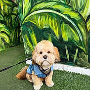 Simba joined the competition — help win amazing prizes! dog, pet, animal, fur, cute, sweater, leash, grass, art, mural, painting, green, nature, outdoor, portrait, sitting, fluffy, wall, canine, companion