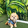 dog, pet, animal, fur, cute, sweater, leash, grass, art, mural, painting, green, nature, outdoor, portrait, sitting, fluffy, wall, canine, companion