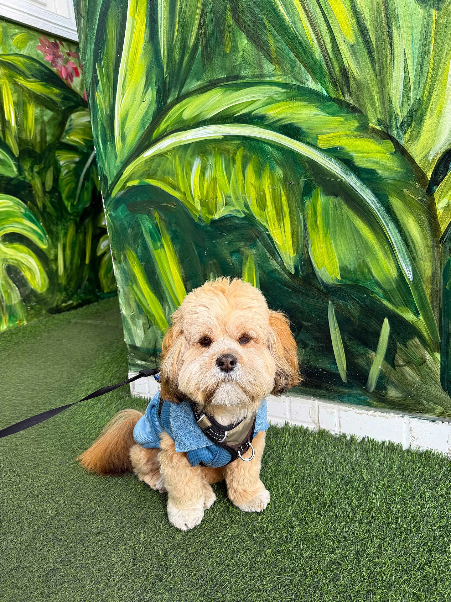 Simba