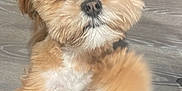 Simba is registered to the contest to win money with this photo: animal, boy, canine, child, clothing, dog, footwear, indoors, interiordesign, male, pants, person, pet, poodle, puppy, runningshoe, shoe, sneaker, terrier, wood