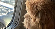 Simba is registered to the contest to win money with this photo: affenpinscher, aircraft, airplane, animal, canine, cockerspaniel, dog, homedecor, person, pet, poodle, porthole, puppy, sleeping, terrier, transportation, vehicle, whitedog, window, windowsill