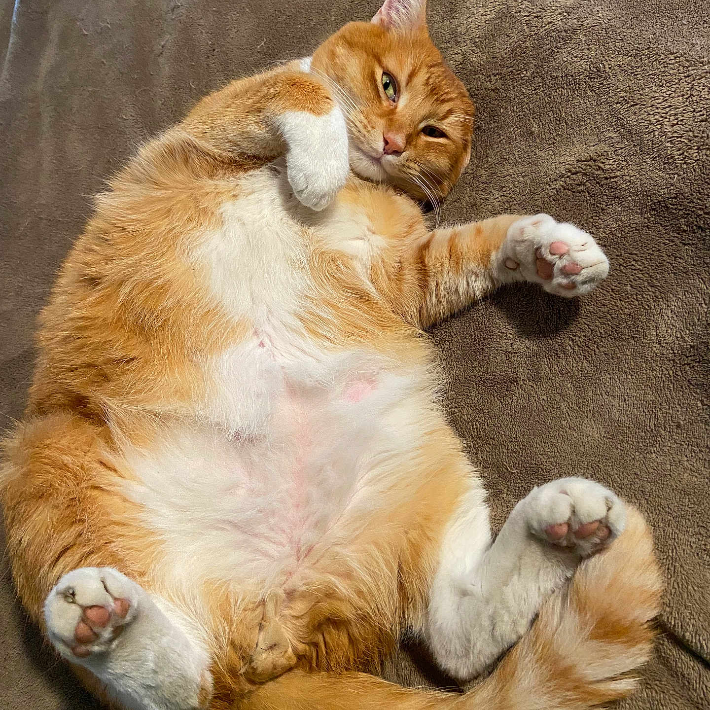 Pebbles joined the competition — help win amazing prizes! abyssinian, angora, animal, bodypart, cat, chair, couch, electronics, furniture, hardware, hardwood, indoors, interiordesign, kitten, manx, mouth, person, pet, sleeping, wood