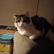 Shorty is registered to the contest to win money with this photo: cat, indoor, furniture, couch, armrest, feline, pet, domestic_animal, cozy, relaxed, soft_lighting, brown, white, fur, whiskers, looking, curious, container, litter, household