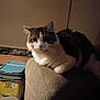 cat, indoor, furniture, couch, armrest, feline, pet, domestic_animal, cozy, relaxed, soft_lighting, brown, white, fur, whiskers, looking, curious, container, litter, household