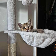 Nala a rejoint le concours — aidez-le/la à gagner de superbes lots ! animal, cat, cat_tree, cozy, curious, cute, ears, feline, fur, hammock, home, indoor, kitten, paw, pet, playful, resting, soft, tabby, whiskers
