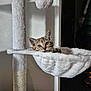 animal, cat, cat_tree, cozy, curious, cute, ears, feline, fur, hammock, home, indoor, kitten, paw, pet, playful, resting, soft, tabby, whiskers