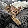 Nala participe au concours pour gagner de l'argent avec cette photo : kitten, cat, tabby, paw, couch, gray, blanket, indoor, pet, feline, cute, curious, stretching, fur, whiskers, soft, texture, relaxing, home, animal