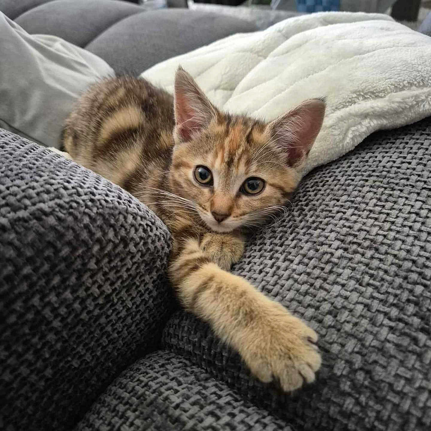 Nala participe au concours pour gagner de l'argent avec cette photo : animal, blanket, cat, couch, curious, cute, feline, fur, gray, home, indoor, kitten, paw, pet, relaxing, soft, stretching, tabby, texture, whiskers