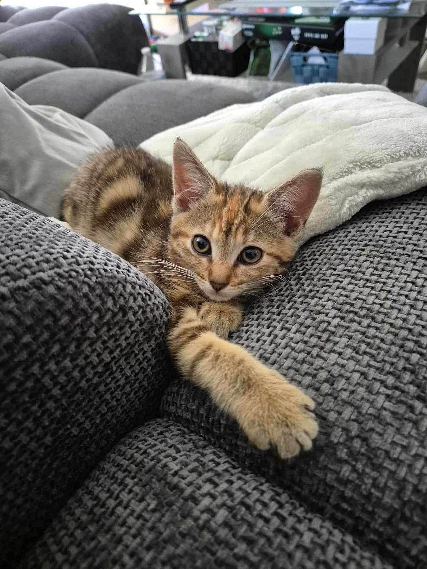 Nala participe au concours pour gagner de l'argent avec cette photo : kitten, cat, tabby, paw, couch, gray, blanket, indoor, pet, feline, cute, curious, stretching, fur, whiskers, soft, texture, relaxing, home, animal