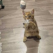 Nala a rejoint le concours — aidez-le/la à gagner de superbes lots ! kitten, cat, toy, mouse_toy, playing, floor, wooden_floor, shadow, indoor, shoes, pet, animal, cute, small, fur, ears, whiskers, paws, focused, home