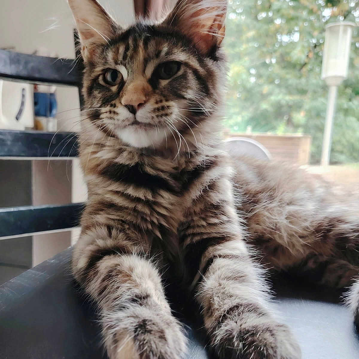 Athéna a rejoint le concours — aidez-le/la à gagner de superbes lots ! animal, black_surface, blurred_background, cat, chair, closeup, domestic_cat, feline, fur, greenery, home, indoor, lounging, paws, pet, relaxed, soft_light, tabby_cat, whiskers, window