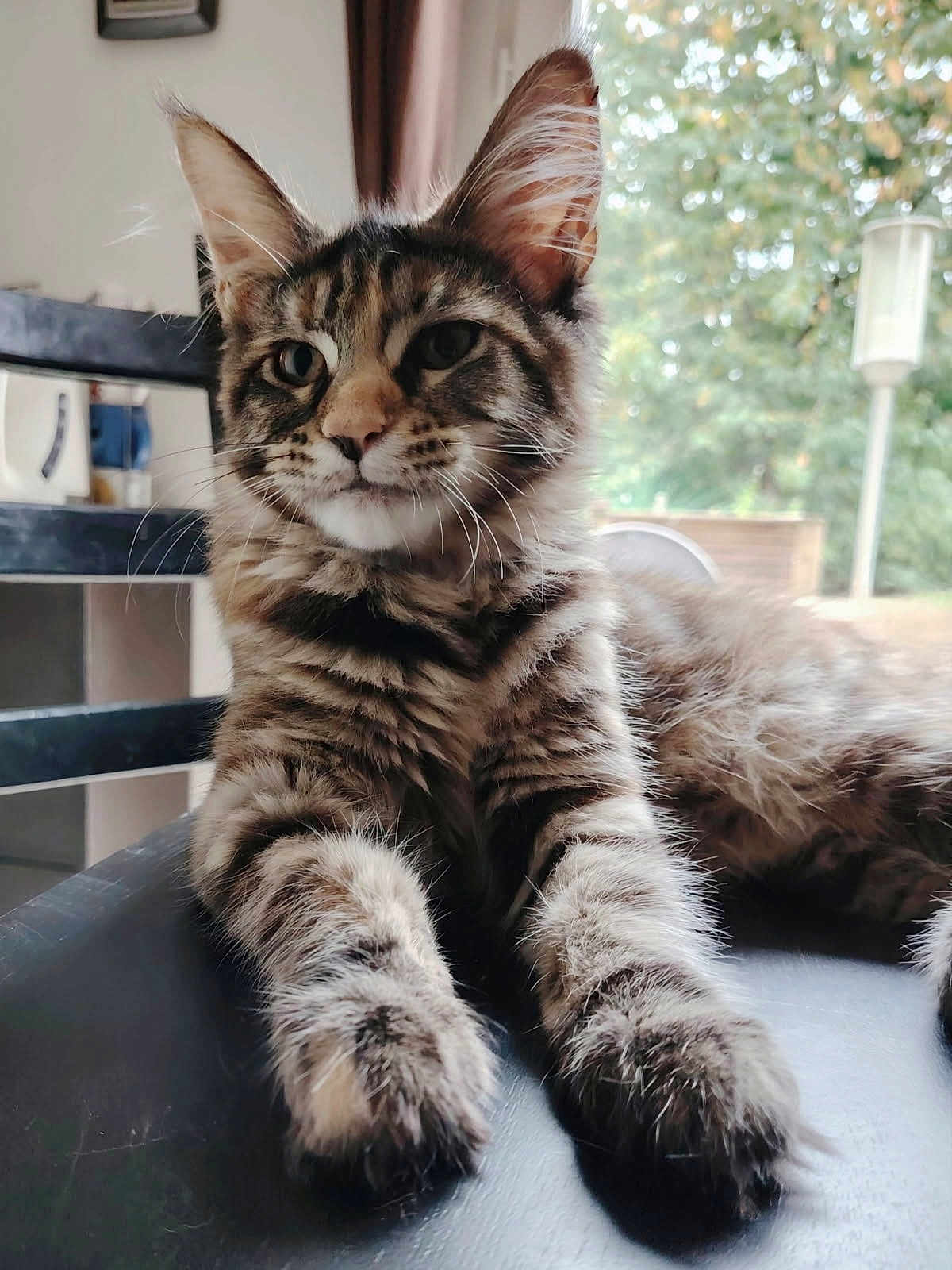 Athéna a rejoint le concours — aidez-le/la à gagner de superbes lots ! cat, tabby_cat, feline, indoor, lounging, fur, whiskers, paws, black_surface, chair, window, greenery, blurred_background, pet, animal, closeup, relaxed, soft_light, domestic_cat, home