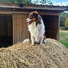 animal, barn, canine, cloud, dog, fence, fur, grass, haystack, nature, outdoor, pet, portrait, rural, sitting, sky, sunlight, tongue, tree, wood